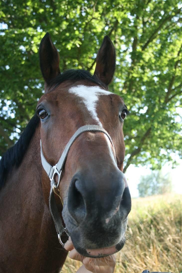 Dansk Varmblod Azur Khan - Det dejlige Dyr <333 FOTO :Rikke <33 billede 12