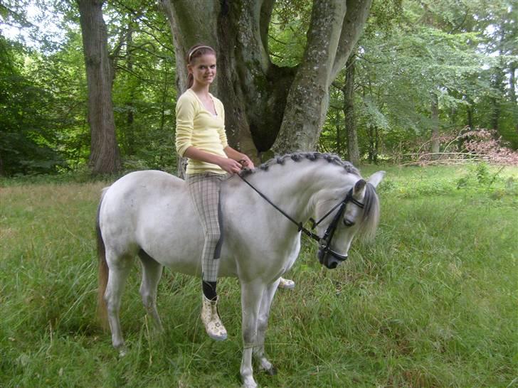 Welsh Mountain (sec A) Cassiopeia - Uden sadle ;) billede 8