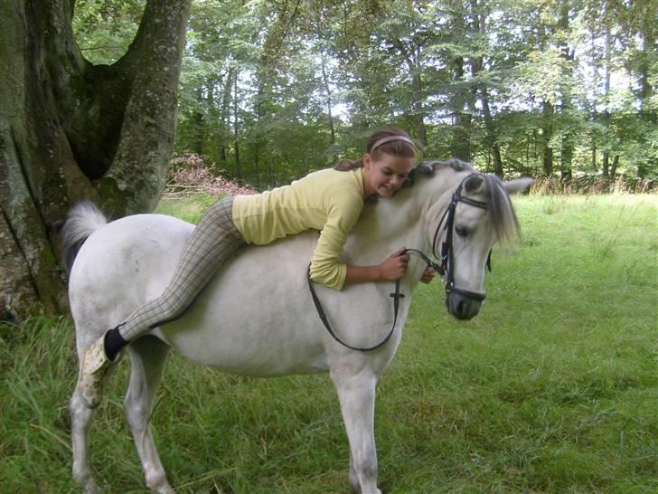 Welsh Mountain (sec A) Cassiopeia - Jeg elsker dig :´) billede 9