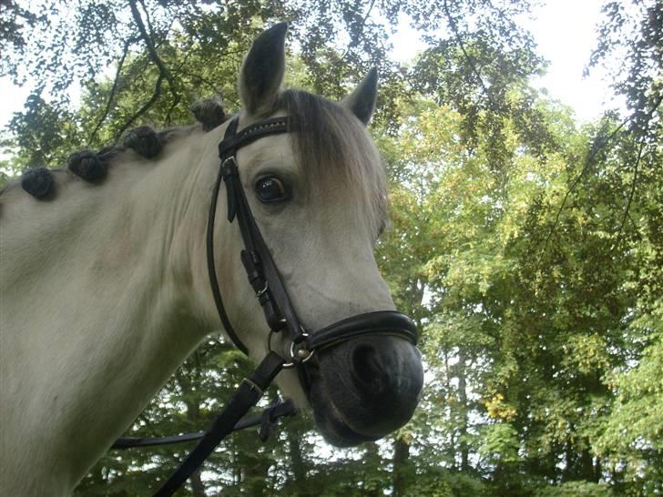 Welsh Mountain (sec A) Cassiopeia - For smuk!! billede 10