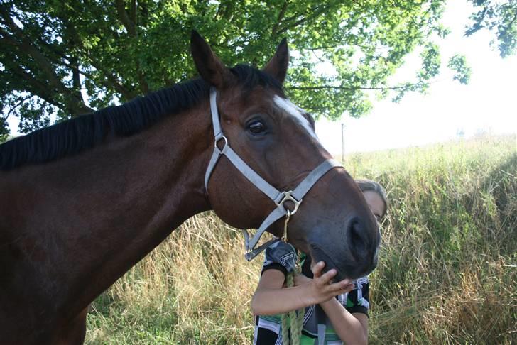 Dansk Varmblod Azur Khan - En meget opmærkspom hest xD <333 FOTO : Rikke <33 billede 14