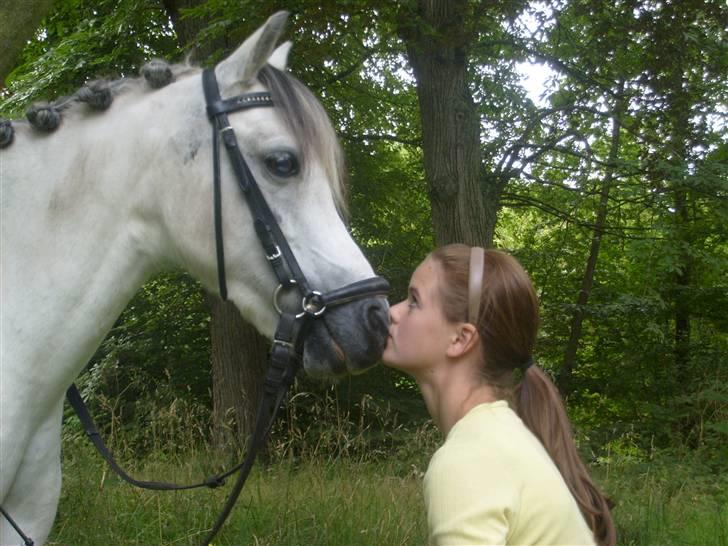 Welsh Mountain (sec A) Cassiopeia - Kyskys :´) elsker min Cassio <3 billede 12