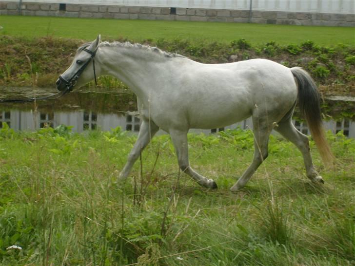 Welsh Mountain (sec A) Cassiopeia - Ved hovegården ;) billede 13
