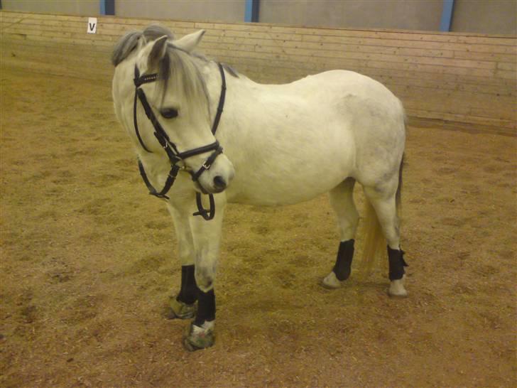 Welsh Mountain (sec A) Cassiopeia billede 14