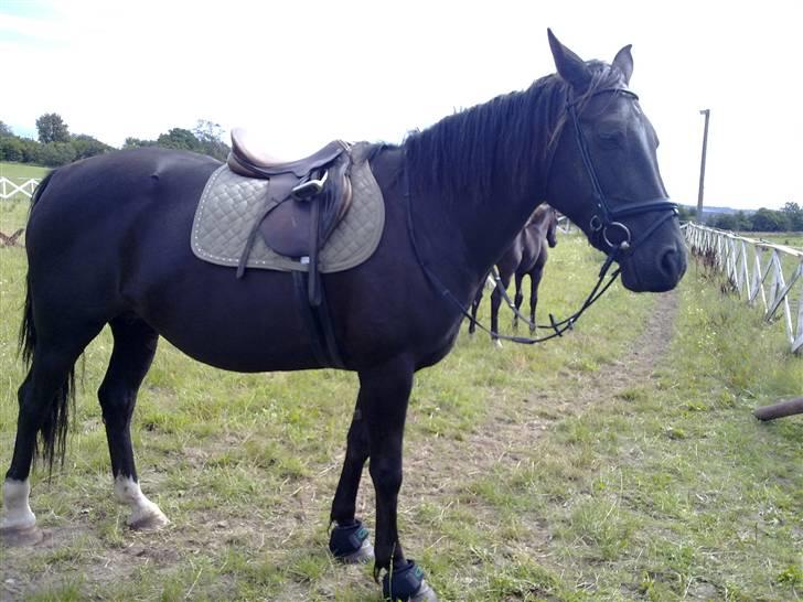 Anden særlig race musse billede 7