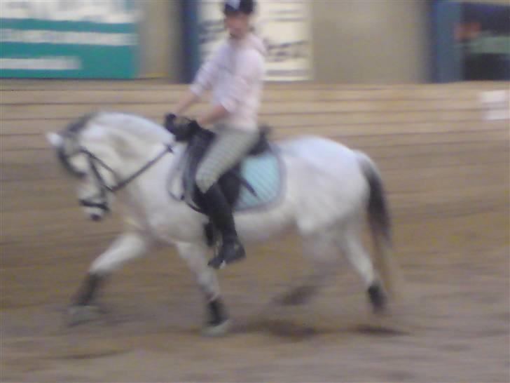 Welsh Mountain (sec A) Cassiopeia - Ridebilled, ikke for god kvalitet.. billede 15