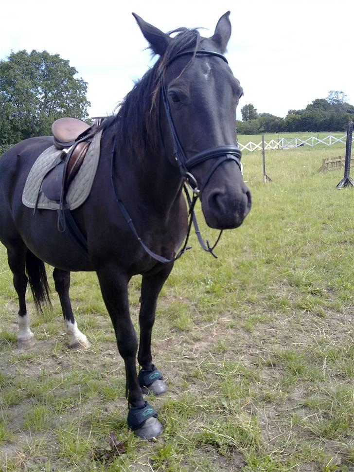 Anden særlig race musse billede 8