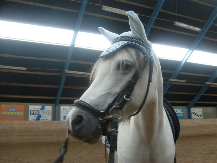 Welsh Mountain (sec A) Cassiopeia - Du er så sød, med hut ;D billede 16