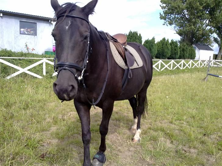 Anden særlig race musse billede 9