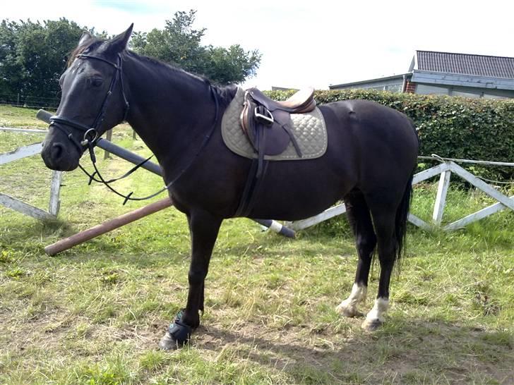 Anden særlig race musse billede 10