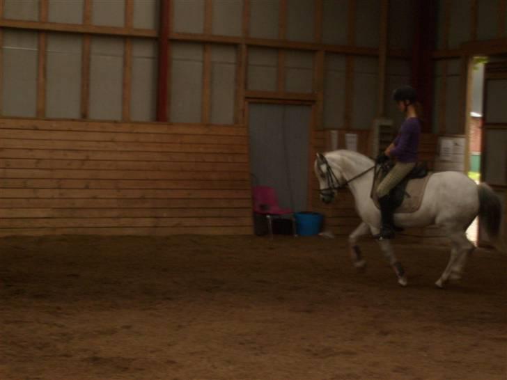 Welsh Mountain (sec A) Cassiopeia - Piaff ;) billede 17