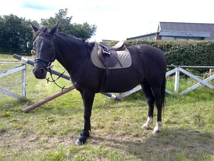 Anden særlig race musse billede 11