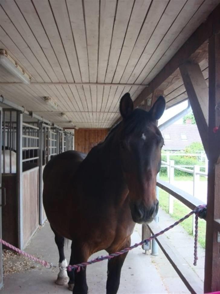 Dansk Varmblod Klanks Giovanni † RIP † - Giovanni på staldgangen - gensyn 14/6-09. Foto: Tina. billede 9