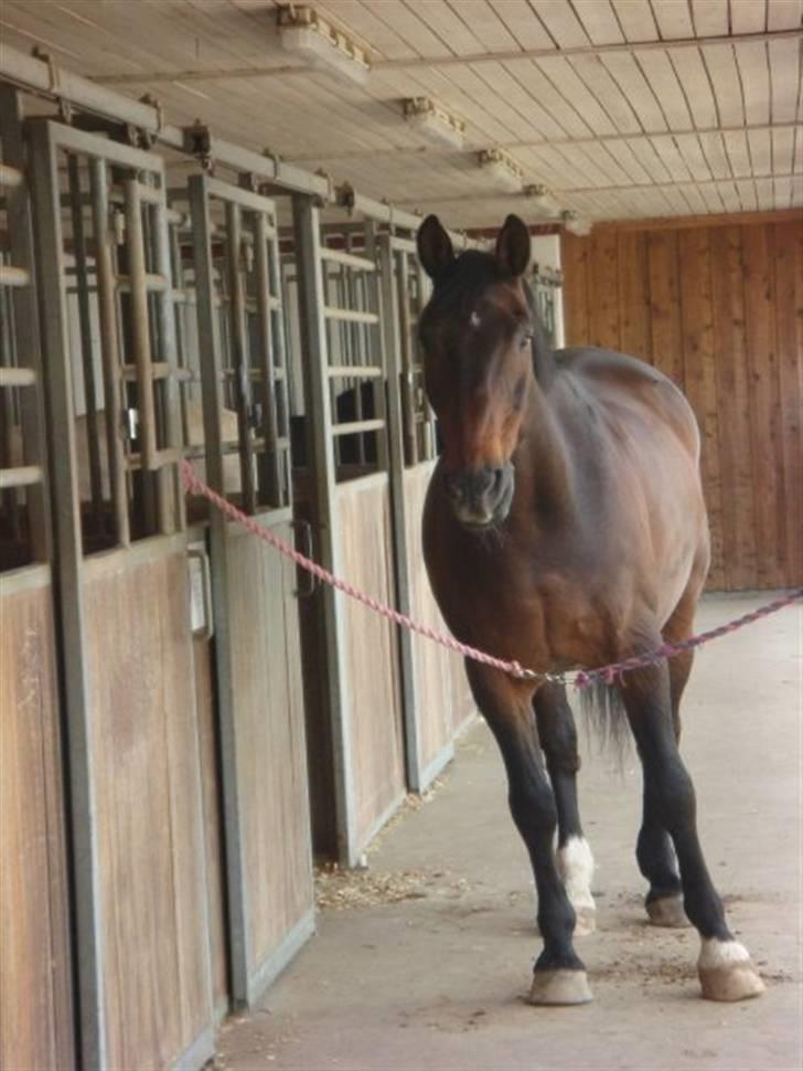 Dansk Varmblod Klanks Giovanni † RIP † - Giovanni :i Gensyn 14/6-09. Foto: Tina. billede 10