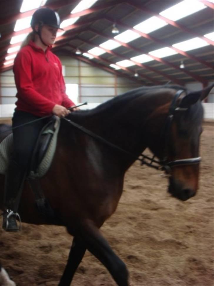 Dansk Varmblod Klanks Giovanni † RIP † - Dressur. Gensyn 14/6-09. Foto: Tina. billede 11