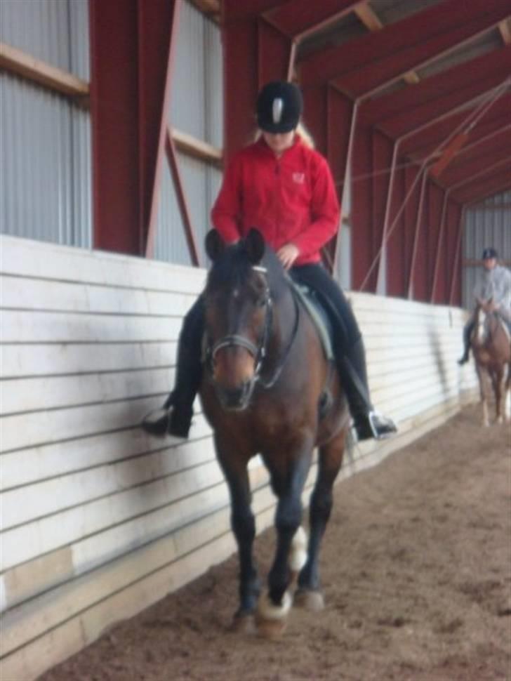 Dansk Varmblod Klanks Giovanni † RIP † - Opvarmning. Gensyn 14/6-09. Foto: Tina. billede 12