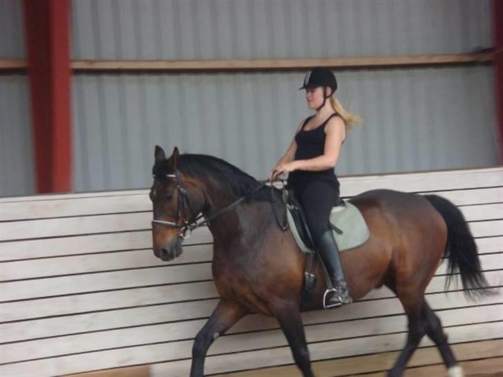 Dansk Varmblod Klanks Giovanni † RIP † - Trav. Gensyn 14/6. Foto: Tina. billede 13