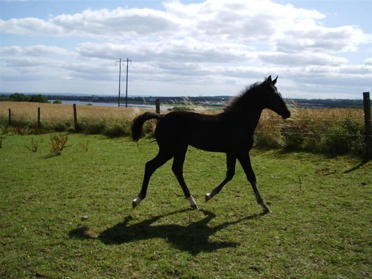 Anden særlig race domino billede 1