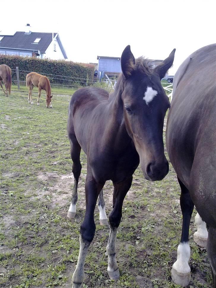 Anden særlig race domino billede 2