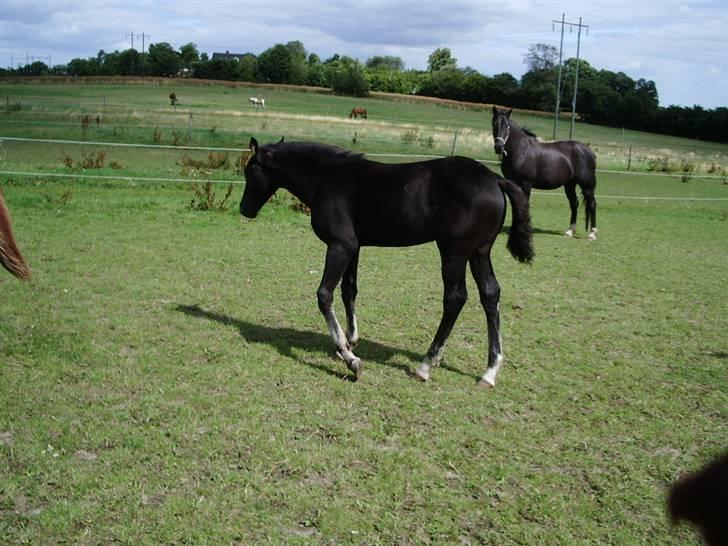 Anden særlig race domino billede 3