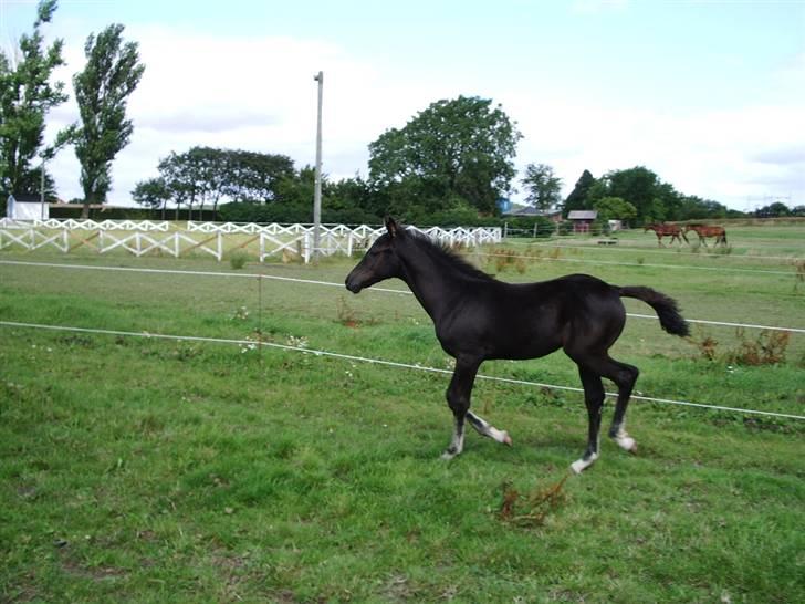 Anden særlig race domino billede 4