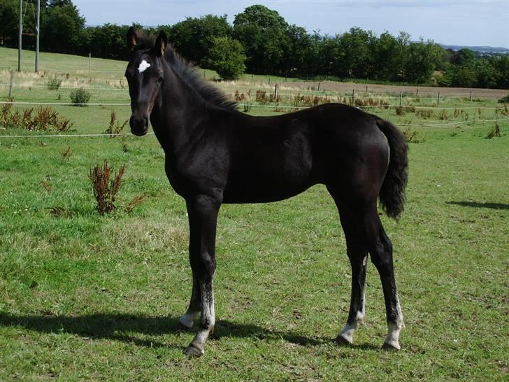 Anden særlig race domino billede 5