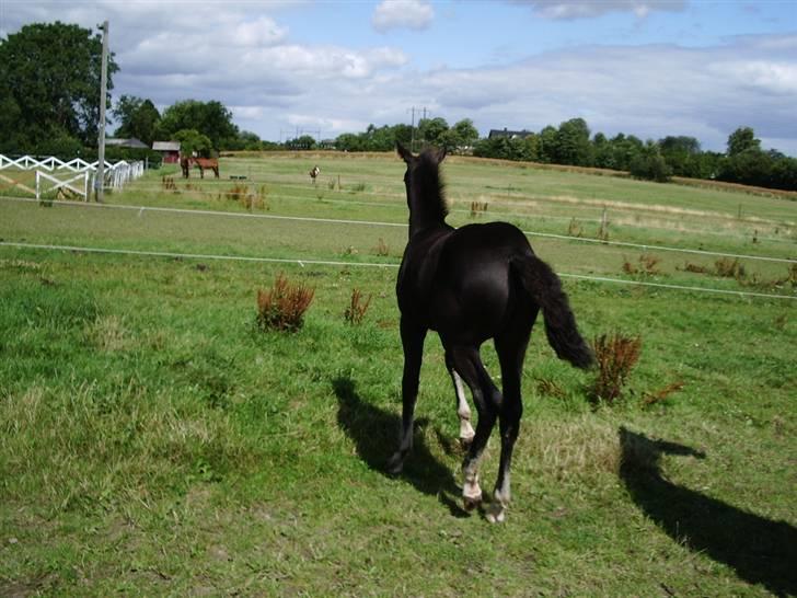 Anden særlig race domino billede 6