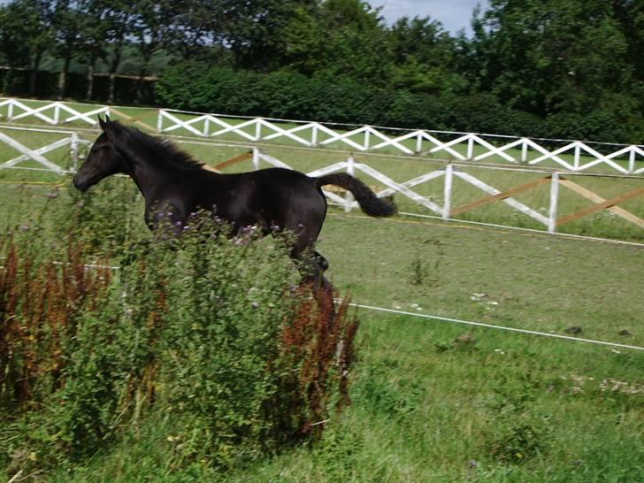 Anden særlig race domino billede 7