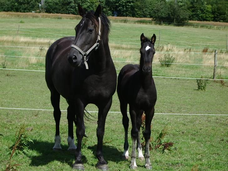 Anden særlig race domino billede 8