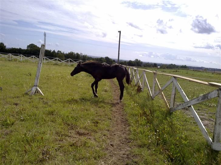Anden særlig race domino billede 9