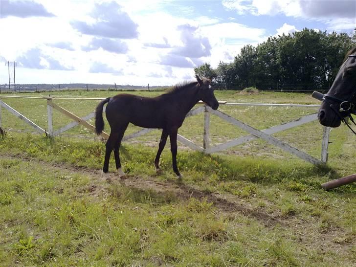 Anden særlig race domino billede 10