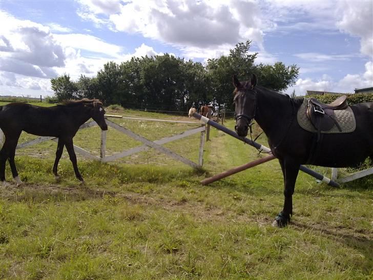 Anden særlig race domino billede 11
