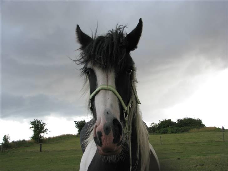 Irish Cob Romanys Cailin - "hey hvad laver du"? billede 13