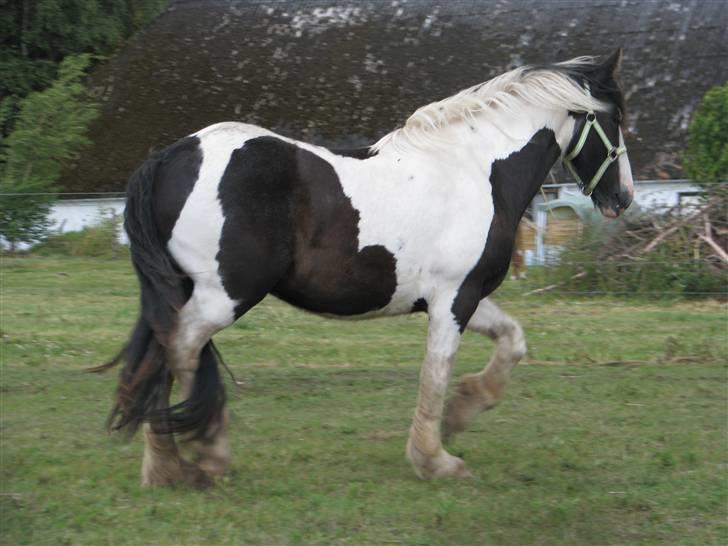 Irish Cob Romanys Cailin billede 14