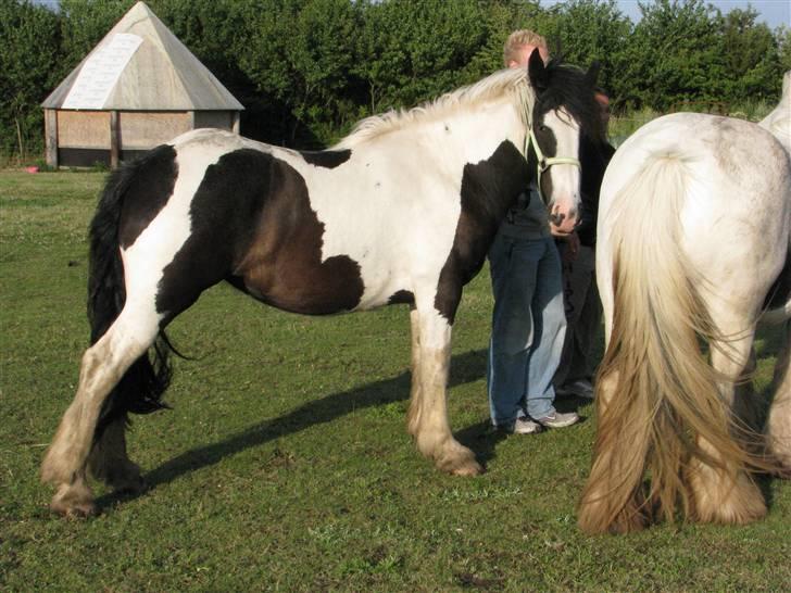 Irish Cob Romanys Cailin - sådan stod hun også da smeden var der, han var sikker på at det var fordi hun strittede i mod ;-) billede 15