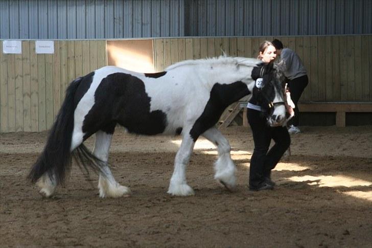 Irish Cob Romanys Cailin - April10 billede 16