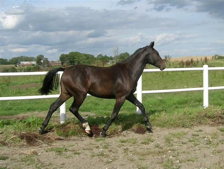 Dansk Varmblod Aspecada - 2 år, sommer 09 billede 17