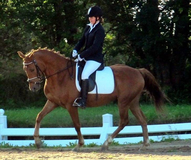 Tysk Sportspony Bacardi - love on you!<3 billede 13