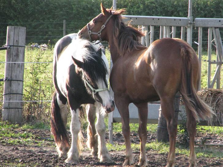 Irish Cob Romanys Cailin - De er bare så glade for hinanden de to små! billede 20