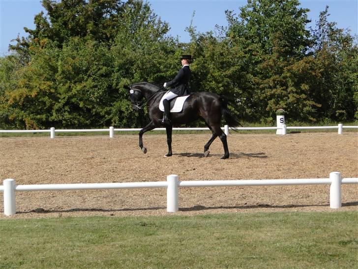 Dansk Varmblod Primavera IV f. - MB1.... billede 18