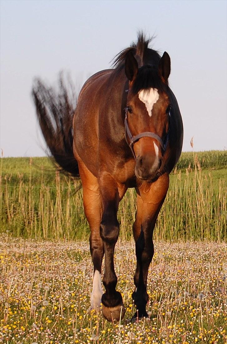 Dansk Varmblod Comtessa - Velkommen til Comtessa´s profil:)  billede 1