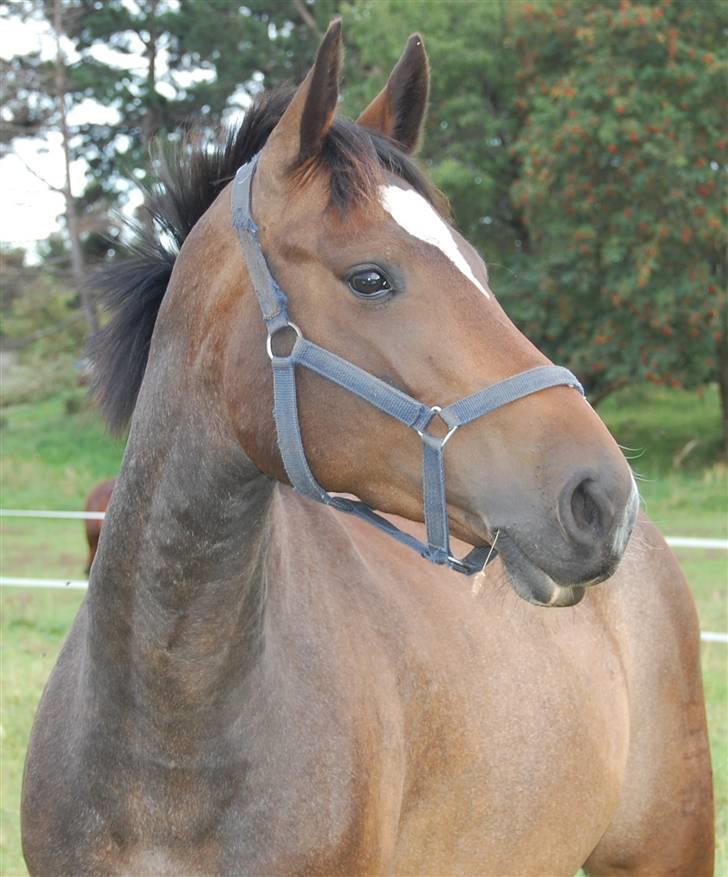 Dansk Varmblod Comtessa billede 7