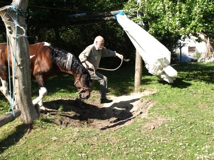 Pinto mørkbaks Aslan pih 41  - agility er sundt for skimlen aslan blev ikke svedt billede 11