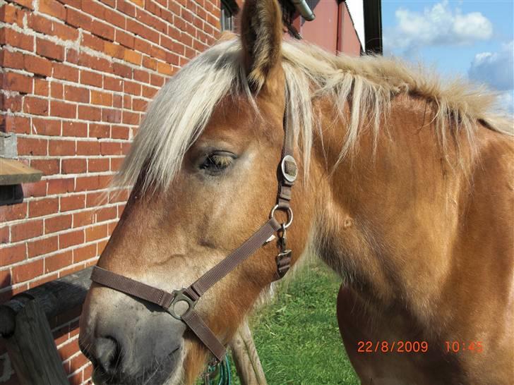 Jyde Østervig Storm P - R.I.P 19.08.2015 - Så fin bamse. billede 6