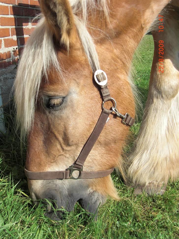 Jyde Østervig Storm P - R.I.P 19.08.2015 billede 7