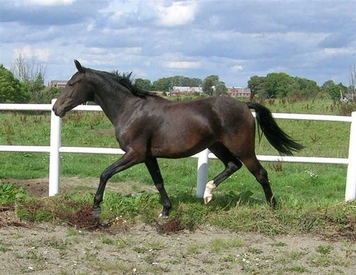 Dansk Varmblod Aspecada - 2 år, sommer 09 billede 18