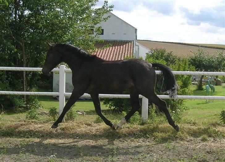 Dansk Varmblod Aspecada - 2 år, sommer 09 billede 19