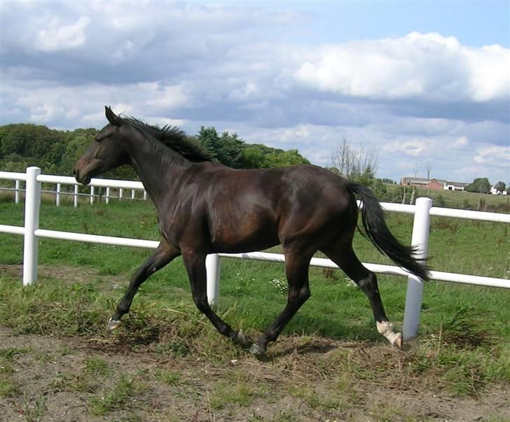 Dansk Varmblod Aspecada - 2 år, sommer 09 billede 20