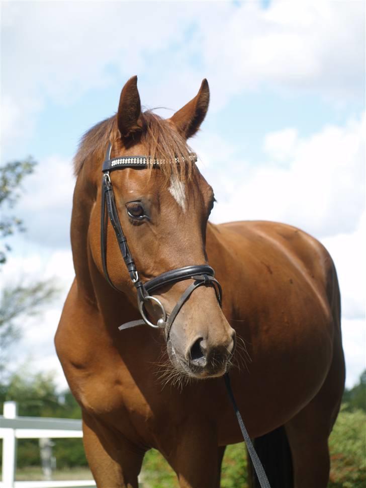 Anden særlig race Zafir*Solgt* :'( - NYT:) billede 17