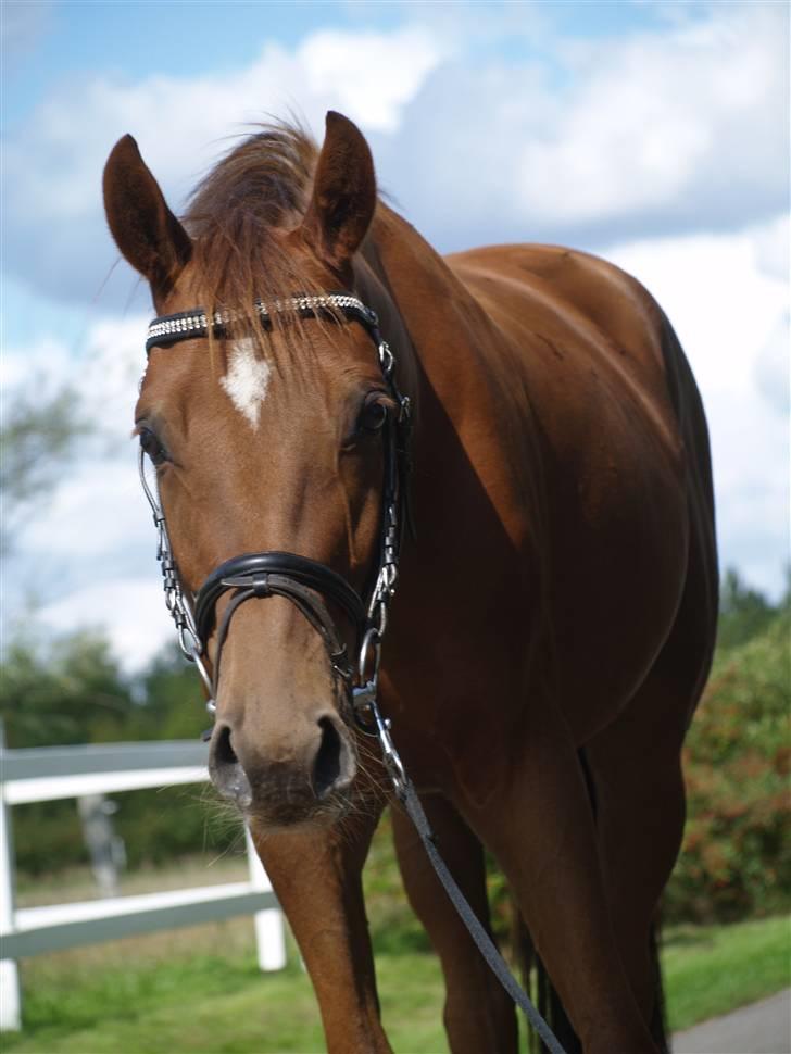 Anden særlig race Zafir*Solgt* :'( - NYT:) billede 18